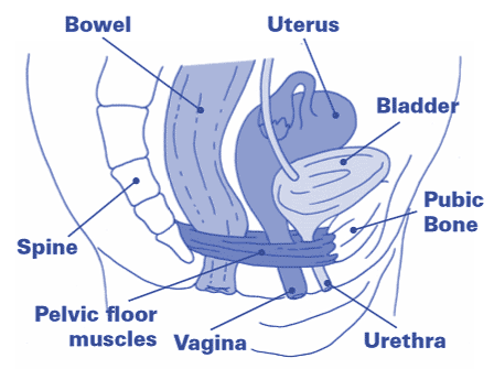 Pelvic Muscles